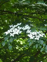 P1040334Blumenhartriegel.webp