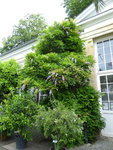 P1040347Blauregen.JPG