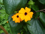 P1040357Sunny Susy New Orange.JPG