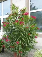 P1040375Oleander.webp