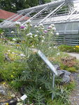 P1040416Wollköpfige Kratzdistel.JPG