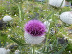 P1040417Wollköpfige Kratzdistel.JPG