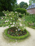 P1040426Damascenerrose Leda.JPG