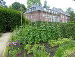 P1040428Stangenbohnen.JPG