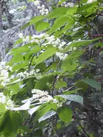 P1040399japanische Dreiflügelfrucht.webp
