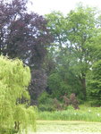 P1040412Blick auf die Blutbuche.JPG