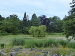 P1040413Blick auf die Blutbuche.JPG