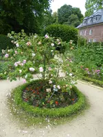 P1040426Damascenerrose Leda.webp