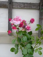 P1040351Kletterrose Coral Dawn.webp