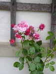 P1040351Kletterrose Coral Dawn.JPG