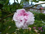 P1040425Damascenerrose Leda.JPG