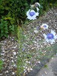 DSC06264.jpg