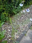 DSC06265.jpg
