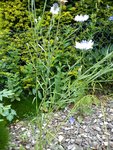 DSC06267.jpg