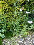 DSC06268.jpg