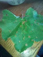 Blatt Löcher.jpg Blatt Löcher.jpg