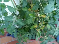 IMG_20210628_204657.webp