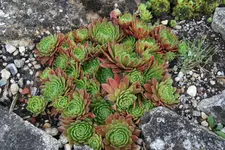 Elterngrab  0921.webp