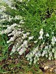 IMG_20210625_151442_1.jpg