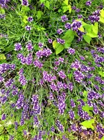 IMG_20210625_151515_1.webp