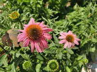 IMG_20210628_121354.webp