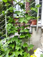 IMG_20210629_120210.webp