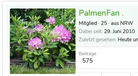 palmen.webp