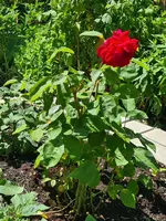 20210629_143210.webp