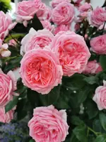 IMG_20210624_181829.webp