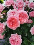 IMG_20210624_181829.jpg