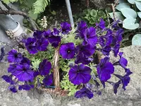 B244C041-1207-4DAB-8B89-55C9C4C64065_1_201_a.webp