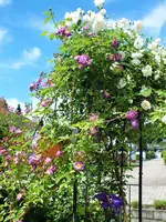 DSCF4805 (2).webp
