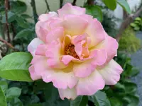 24894B56-3EA8-4C10-8A99-03D9442FD819_1_201_a.webp