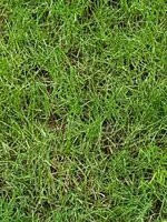 Rasen3.webp