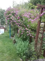 IMG_20210620_103020.webp