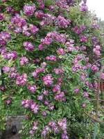 IMG_20210620_103059.webp