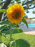 IMG_20210629_170708.jpg