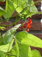 P1040434Feuerbohne.webp