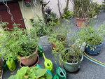64AA4A3F-B65B-46AB-8960-0BC0521306BA_1_201_a.jpeg