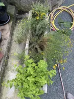 AA7925BD-0C42-4AC9-AE33-240887C7B600_1_201_a.jpeg
