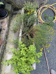 AA7925BD-0C42-4AC9-AE33-240887C7B600_1_201_a.jpeg