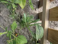 PXL_20210628_145252428.jpg PXL_20210628_145252428.jpg