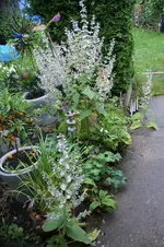DSC00040.webp