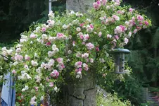 DSC00041.webp