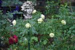 DSC00043.JPG