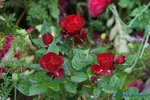 comp_DSC09027.jpg