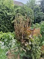 IMG_20210628_213306.webp