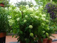 DSC01877.webp