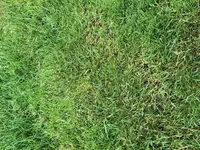 braune-Stelle.webp