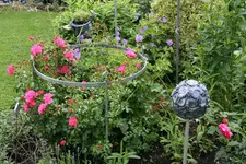 Rose Heidetraum  0121.JPG